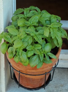 Planifier les plantations d'herbes aromatiques au balcon en 6 étapes