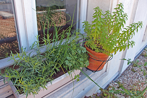 Planter des herbes aromatiques sur son balcon