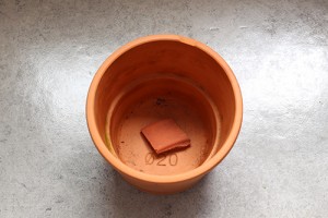 Plantaton_Pot2