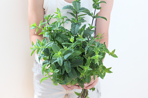 Un joli bouquet de menthe de mon balcon