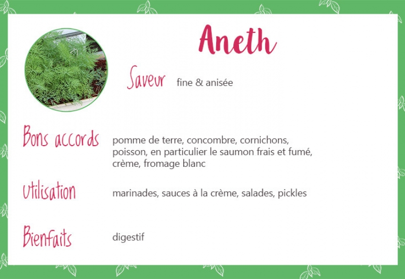 Aneth_Fiche