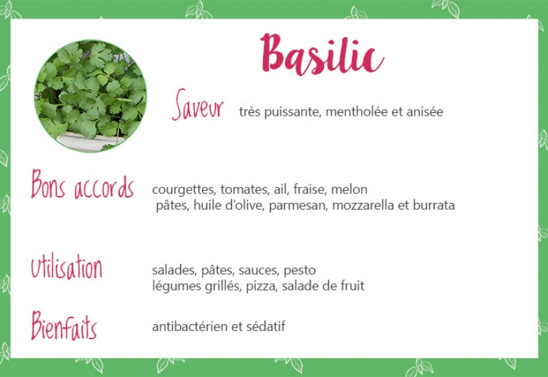 Basilic_fiche