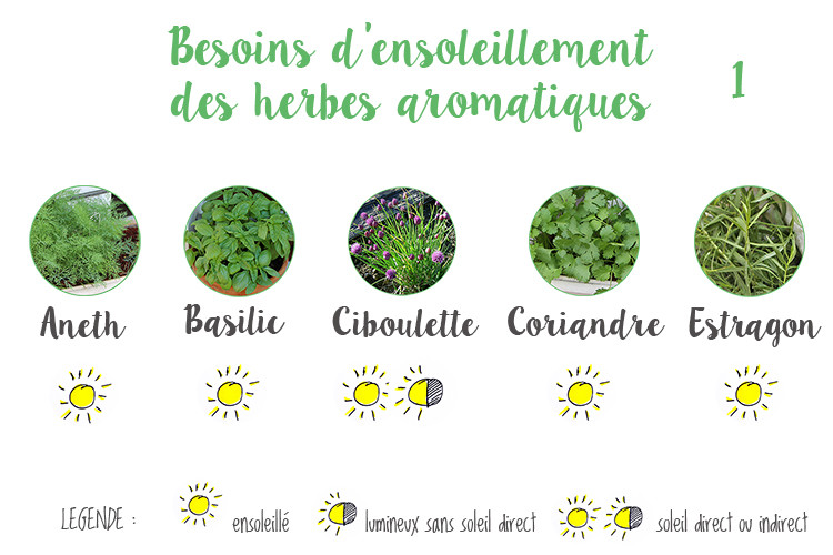 Besoin_ensoleillement_aromatiques1