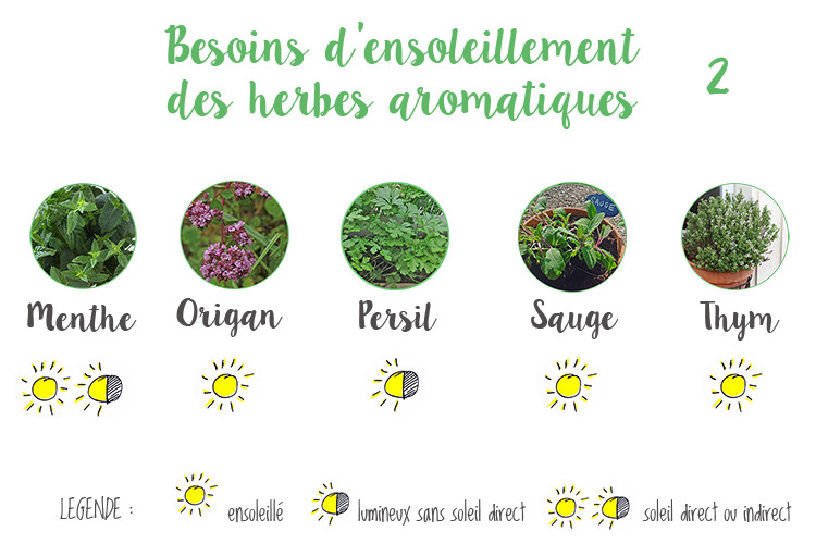 Besoin_ensoleillement_aromatiques2