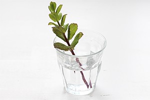 Cultiver_menthe6