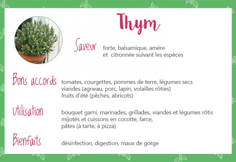 Fiche_thym