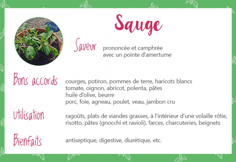 Sauge_fiche