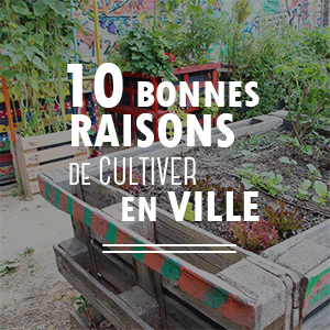 10 bonnes raisons de cultiver en ville