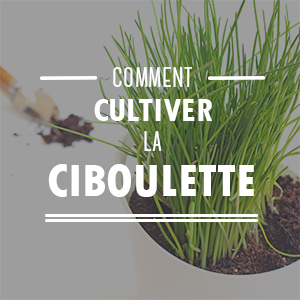 Commnent cultiver la ciboulette