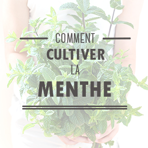 Menthe