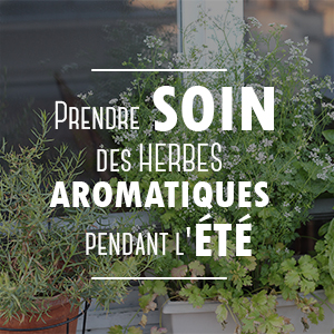 Planifier son jardin d’herbes