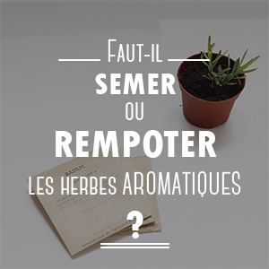 semis ou rempotage des herbes