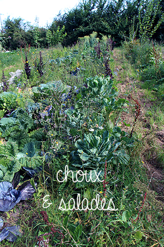 jardin-maraicher-permaculture-choux