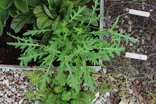 Roquette et oseille