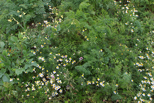 Matricaire et lamiers, jolies "mauvaises" herbes au bout des rangs de carottes