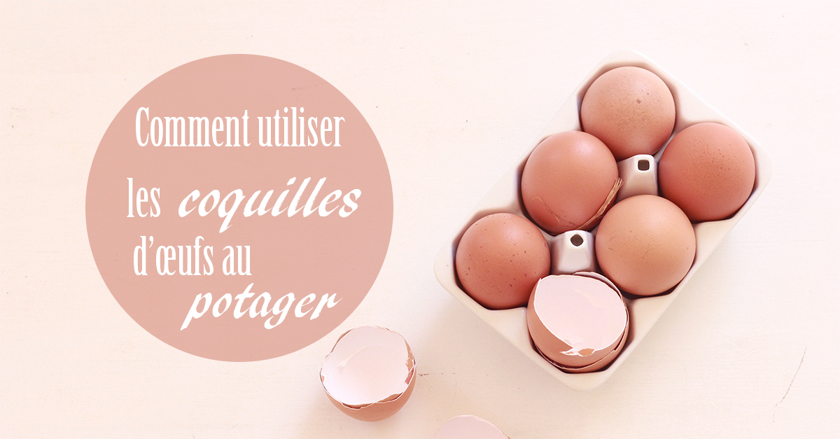 comment transformer les oeufs en poudre