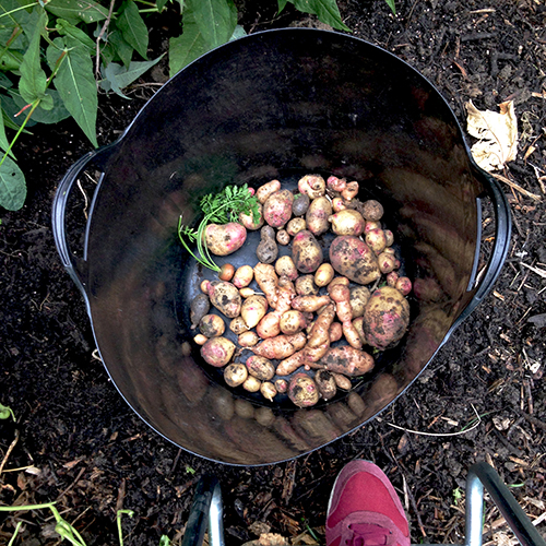 potager-urbain-musee-montmartre-paris-ateliers-jardinage-legumes-herbes-apprendre-à-cultiver-en-ville-enfants-adultes-nature-en-ville-paris-18-plein-air-automne (1)