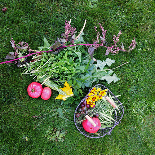 potager-urbain-musee-montmartre-paris-ateliers-jardinage-legumes-herbes-apprendre-à-cultiver-en-ville-enfants-adultes-nature-en-ville-paris-18-plein-air-automne (7)