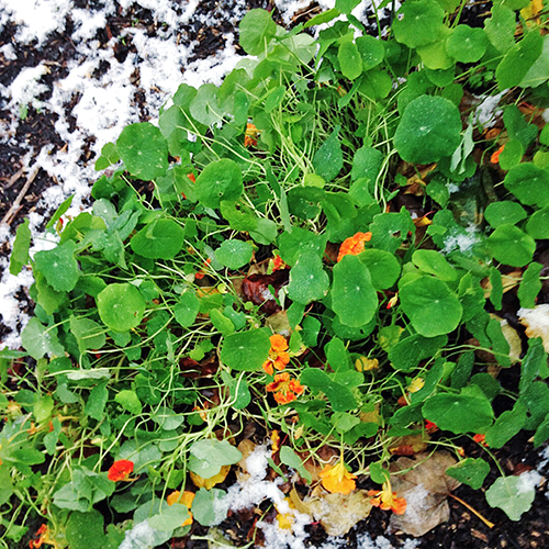 potager-urbain-musee-montmartre-paris-ateliers-jardinage-legumes-herbes-apprendre-à-cultiver-en-ville-enfants-adultes-nature-en-ville-paris-18-plein-air-hiver (1)