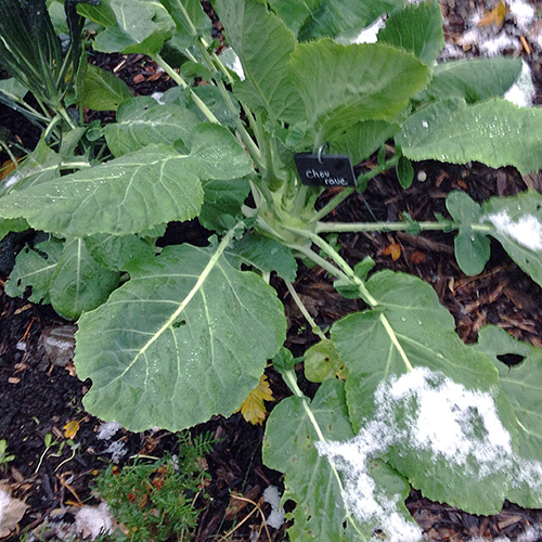 potager-urbain-musee-montmartre-paris-ateliers-jardinage-legumes-herbes-apprendre-à-cultiver-en-ville-enfants-adultes-nature-en-ville-paris-18-plein-air-hiver (2)