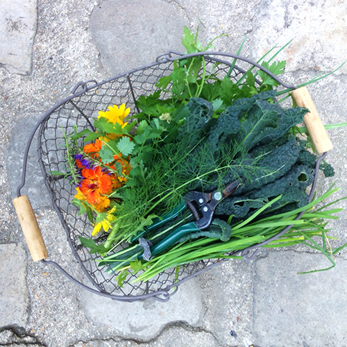 potager-urbain-musee-montmartre-paris-ateliers-jardinage-legumes-herbes-apprendre-à-cultiver-en-ville-enfants-adultes-nature-en-ville-paris-18-plein-air-hiver (3)