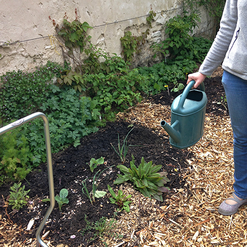 potager-urbain-musee-montmartre-paris-ateliers-jardinage-legumes-herbes-apprendre-à-cultiver-en-ville-enfants-adultes-nature-en-ville-paris-18-plein-air-printemps (1)