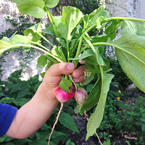 potager-urbain-musee-montmartre-paris-ateliers-jardinage-legumes-herbes-apprendre-à-cultiver-en-ville-enfants-adultes-nature-en-ville-paris-18-plein-air-printemps (5)