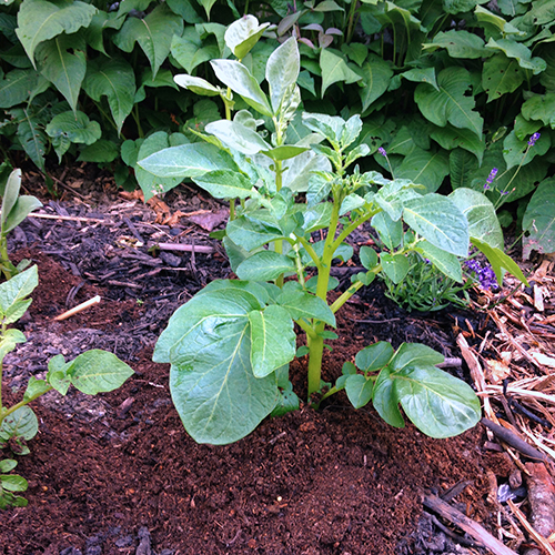 potager-urbain-musee-montmartre-paris-ateliers-jardinage-legumes-herbes-apprendre-à-cultiver-en-ville-enfants-adultes-nature-en-ville-paris-18-plein-air-printemps (6)