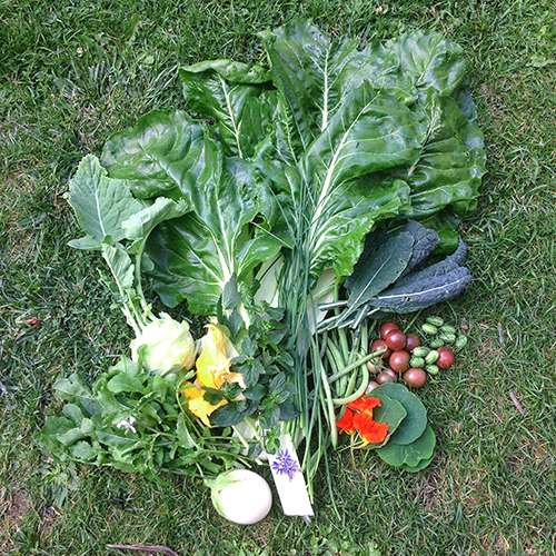 potager-urbain-musee-montmartre-paris-ateliers-jardinage-legumes-herbes-apprendre-à-cultiver-en-ville-enfants-adultes-nature-en-ville-paris-18-plein-air-été (10)