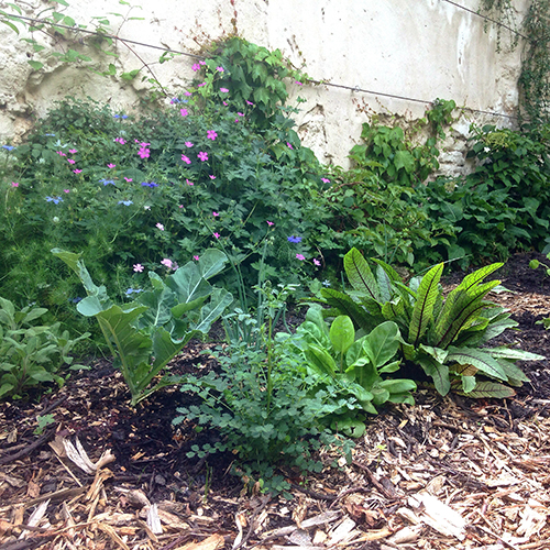 potager-urbain-musee-montmartre-paris-ateliers-jardinage-legumes-herbes-apprendre-à-cultiver-en-ville-enfants-adultes-nature-en-ville-paris-18-plein-air-été (11)