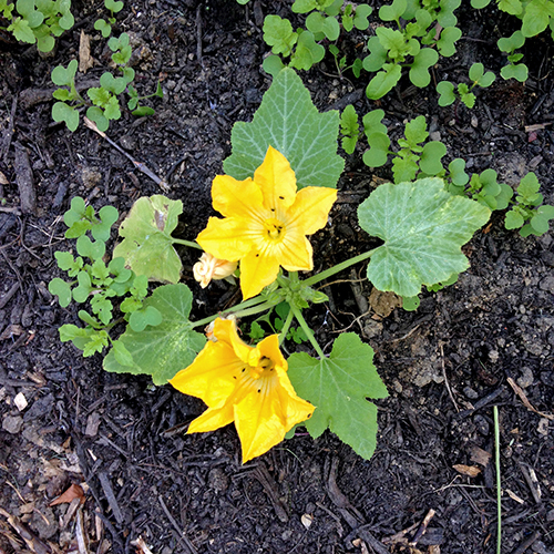 potager-urbain-musee-montmartre-paris-ateliers-jardinage-legumes-herbes-apprendre-à-cultiver-en-ville-enfants-adultes-nature-en-ville-paris-18-plein-air-été (3)