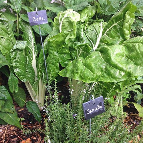 potager-urbain-musee-montmartre-paris-ateliers-jardinage-legumes-herbes-apprendre-à-cultiver-en-ville-enfants-adultes-nature-en-ville-paris-18-plein-air-été (5)