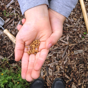 ateliers-aventures-nature-scolaire-potager-graines-jardinage-plantes-vegetaux-decouverte