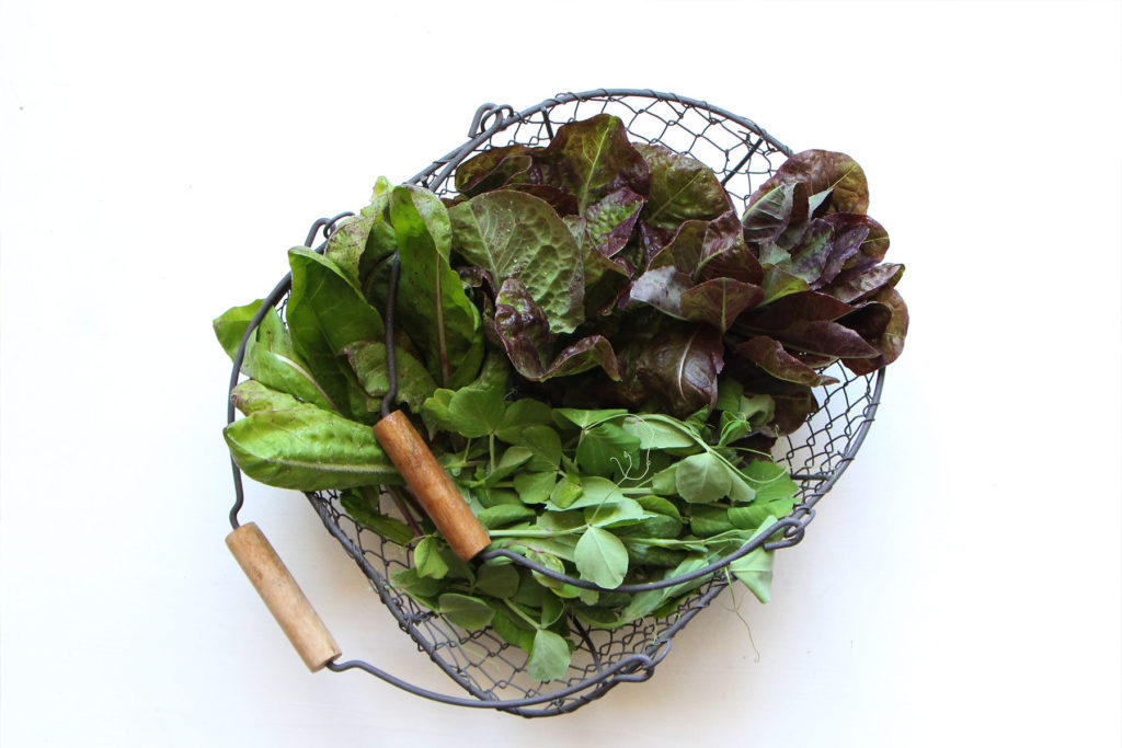 recolte-potager-balcon-mai