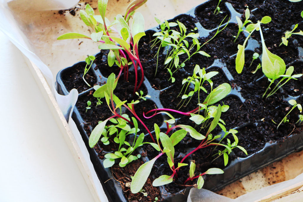 semis de betterave et herbes aromatiques dans des plaques alveolaires